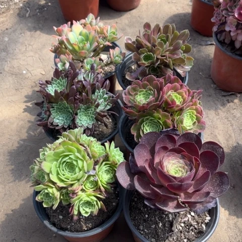 870多肉植物组合
