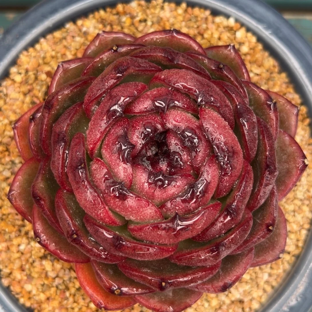 多肉一物一拍0203-血月宝石