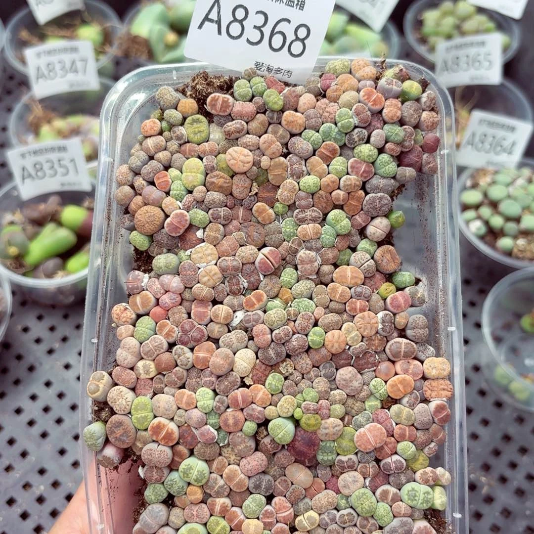 8368–零下 地区需拍保温箱