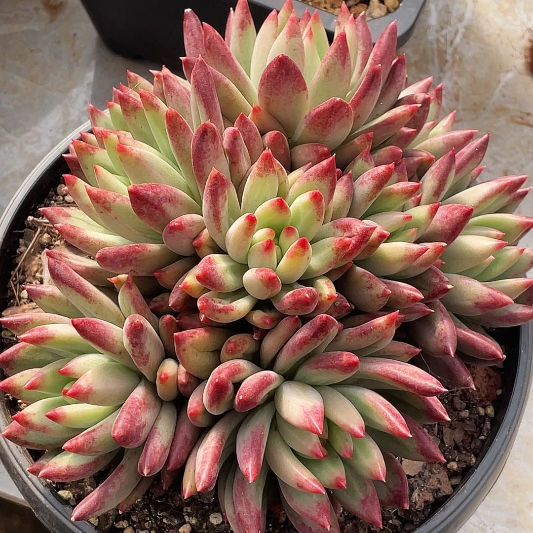 整桩无砍多头二代虞美人一颗