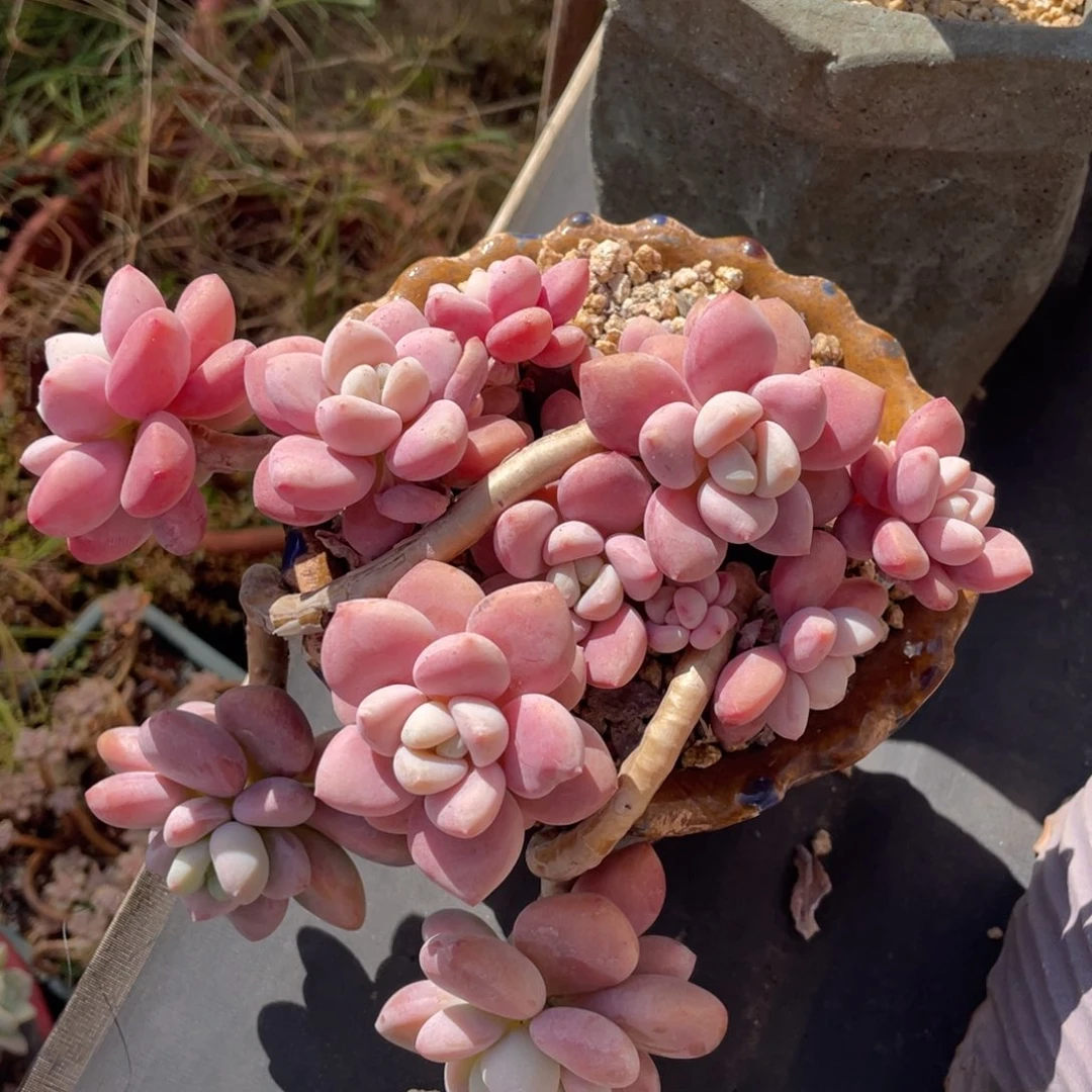 丸叶洛神多头群生