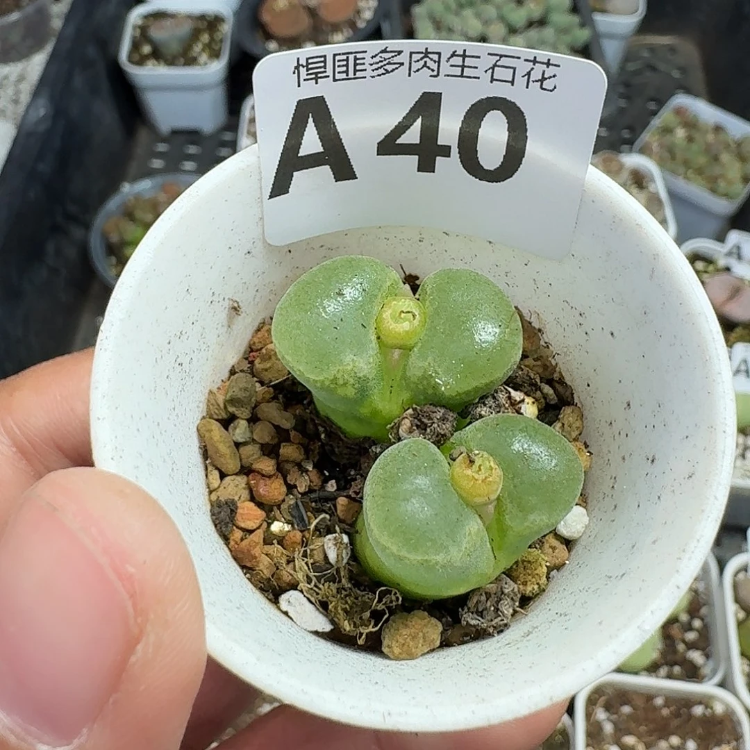 40多肉植物多肉植物