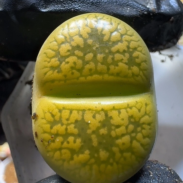 生石花12222。   178