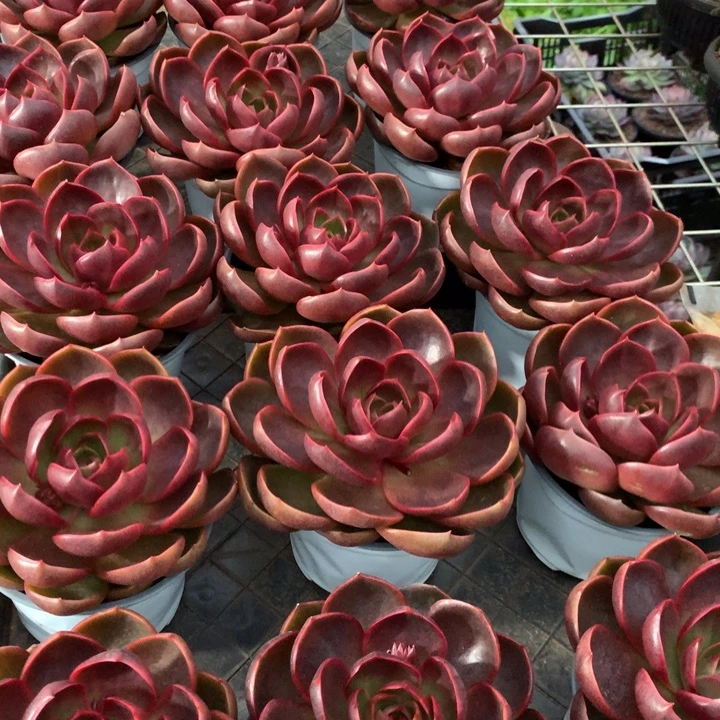 红灯多肉植物9.99两单包邮