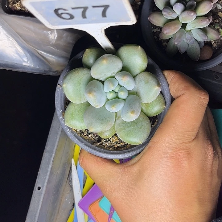 多肉植物胖体哥特677