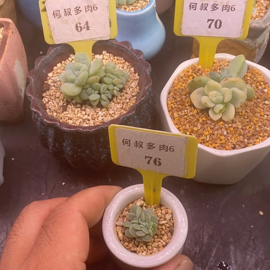 卡***伊664.670.676多肉三个