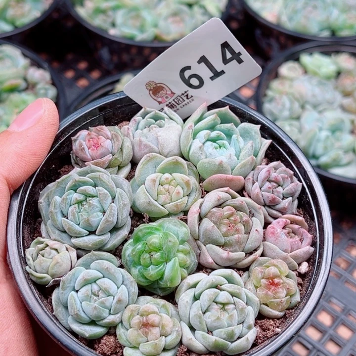 多肉植物多肉植物