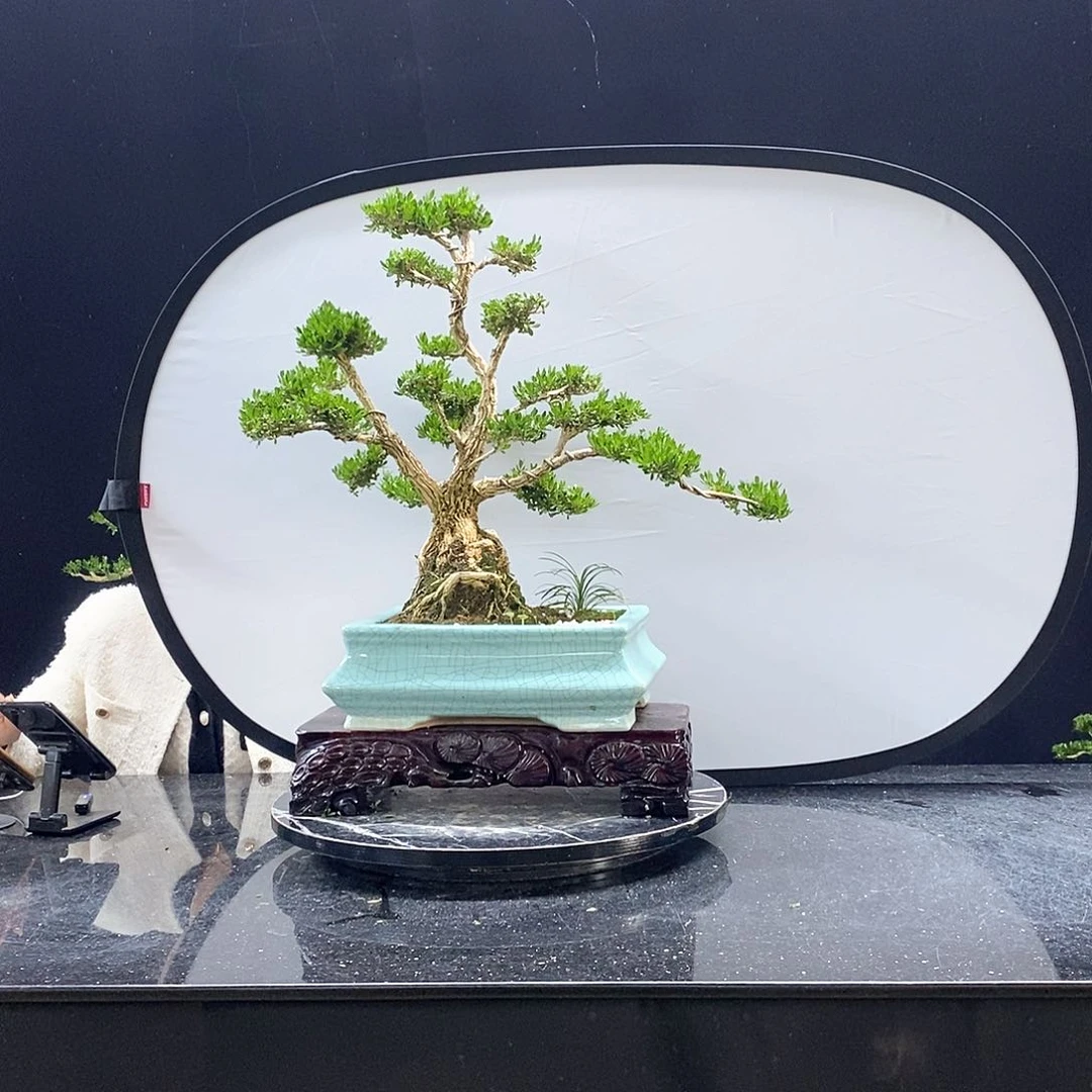 无花朵黄杨盆景艺术