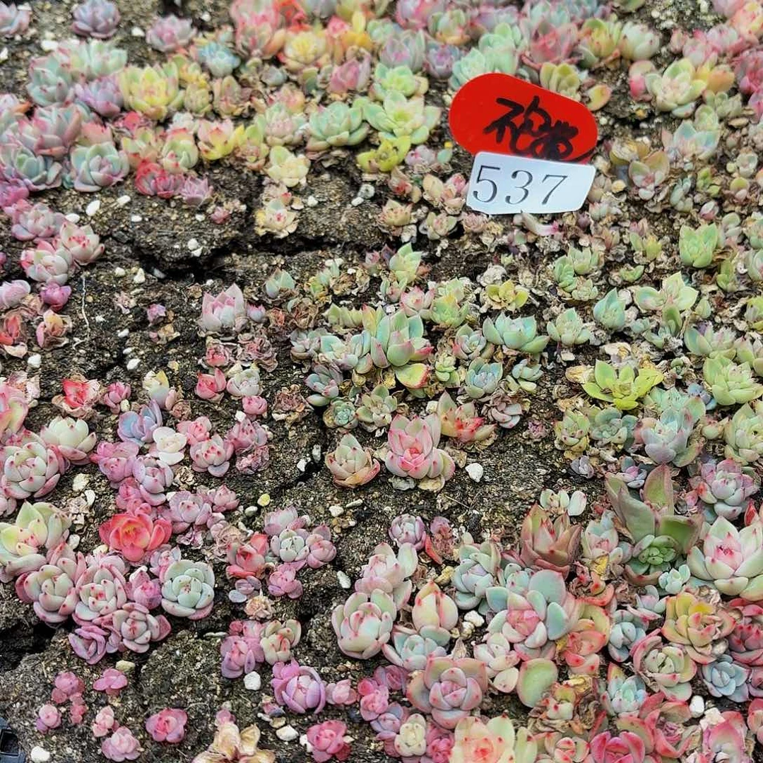 多肉植物多肉植物537