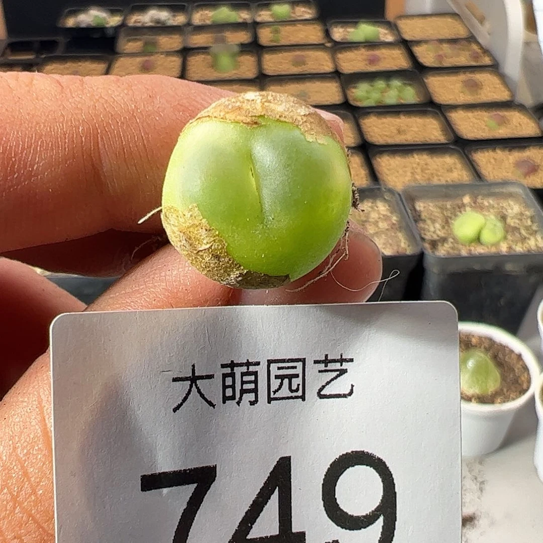 一物一拍。       749