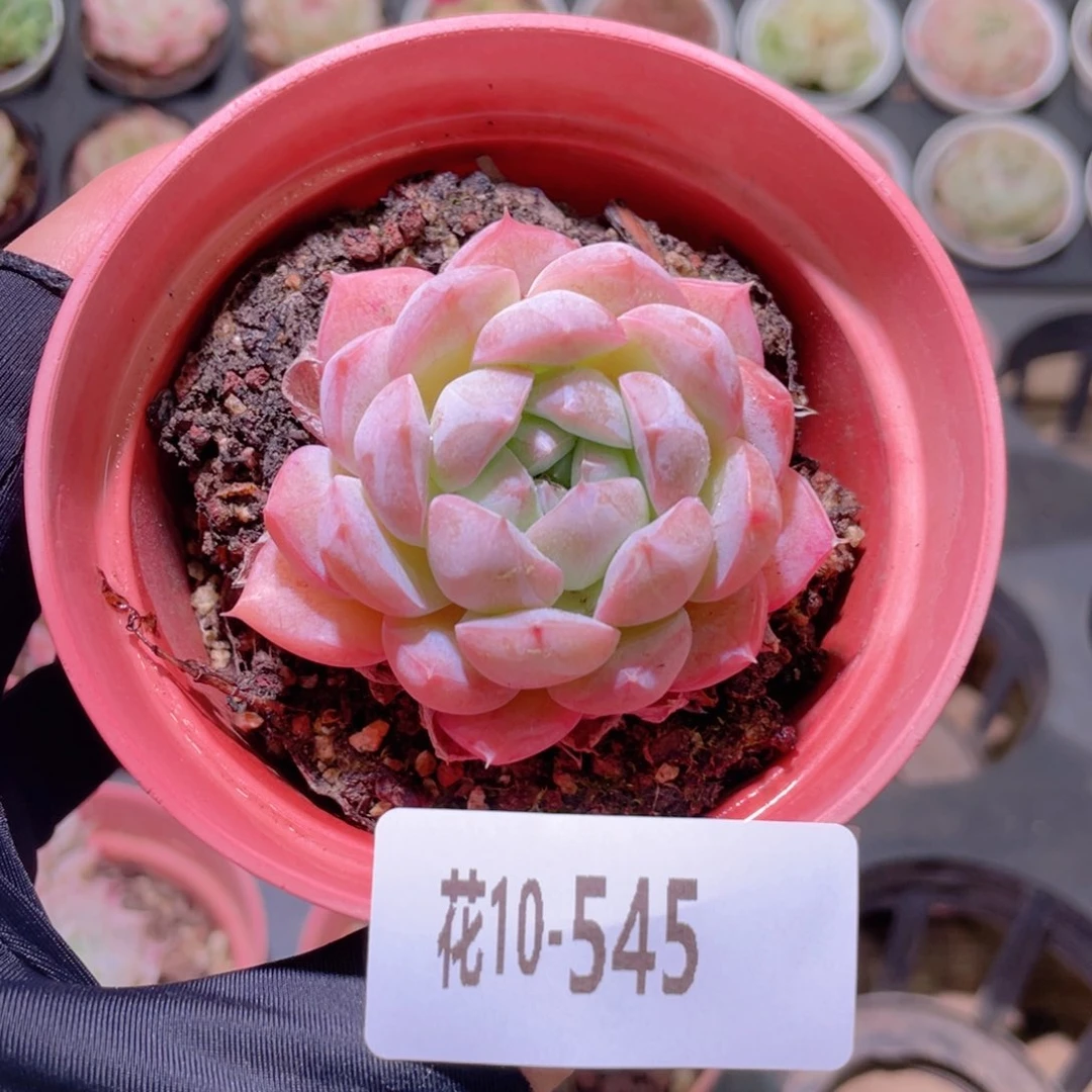 花利美10-545白桃汽水