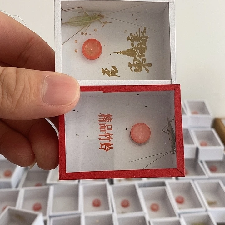 紫竹柬埔寨各一个啊啊