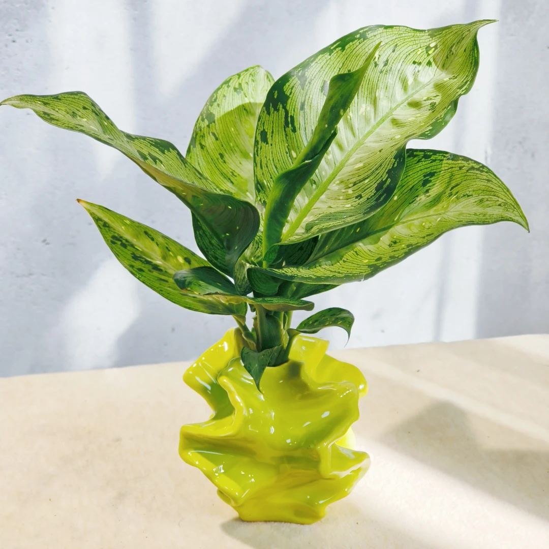 花叶万年青黛粉叶美国万年青盆栽室内桌面绿植净化空气好养活