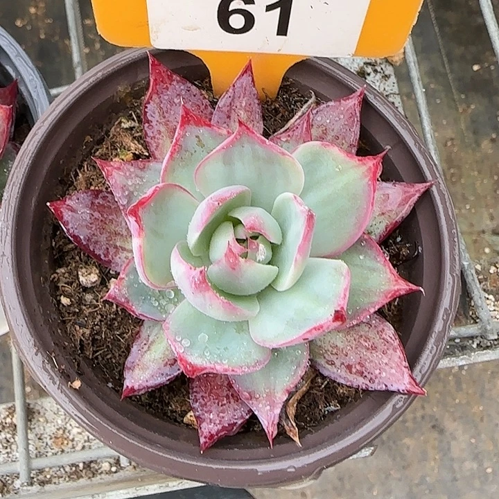 61 惊鸿仙子多肉植物6-9cm