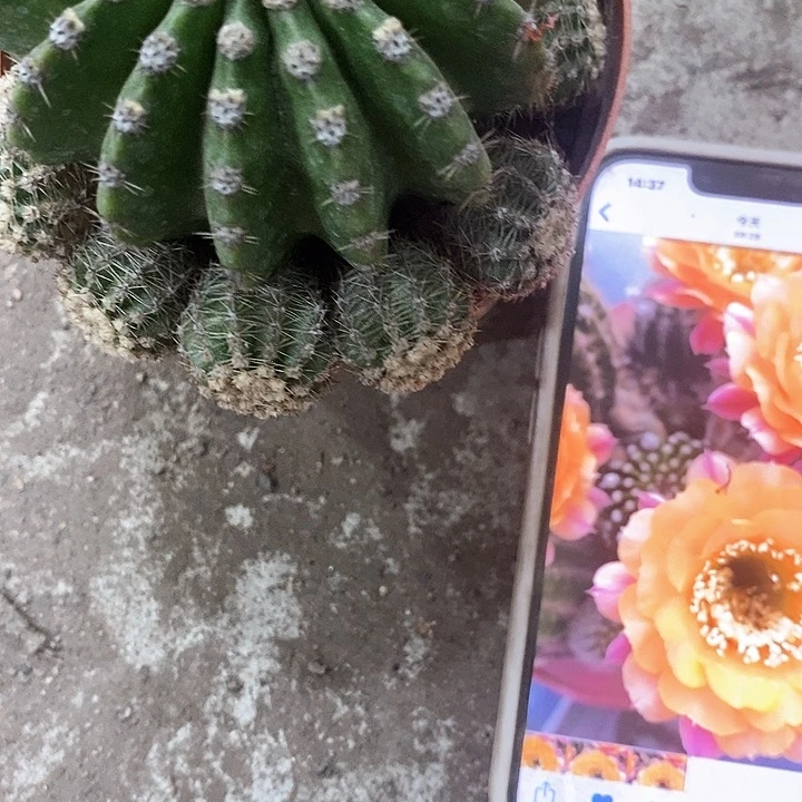 带牙短毛7，5公分左右