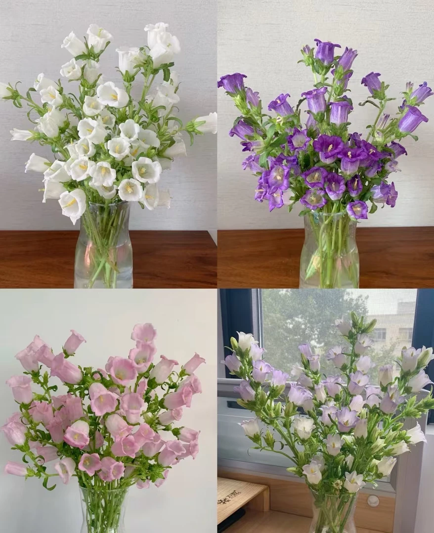 不选色风铃花2扎/生花苞发货 云南昆明基地直发鲜切花花材