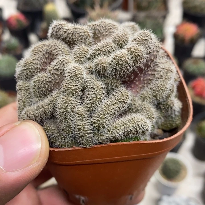 红檀缀特价福利包邮