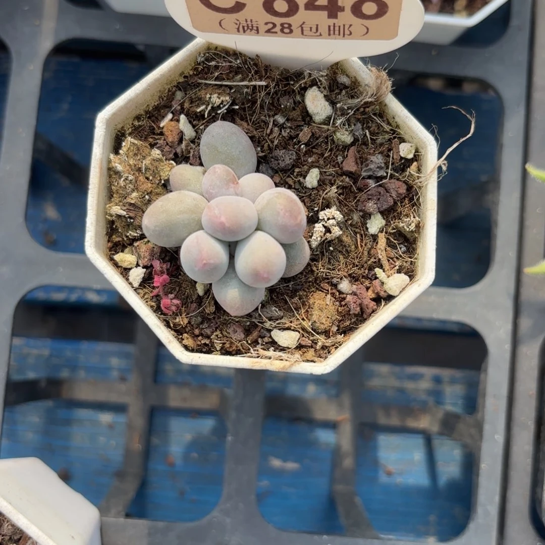 C848Mike奶一物一拍