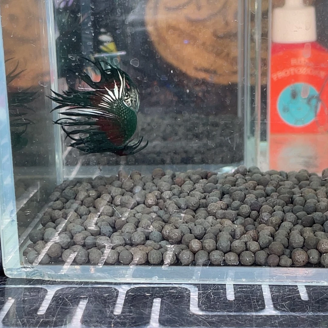 斗鱼3号1125早绿毒