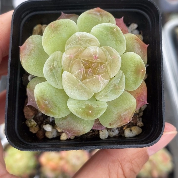 黄魄 多肉多肉 11.8