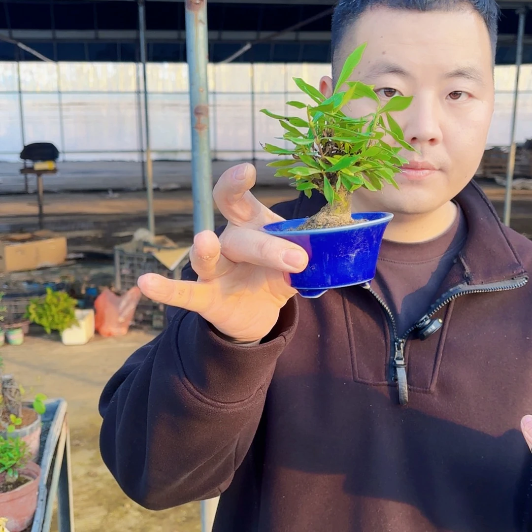 J***彬无花朵蓝色盆喜代玉