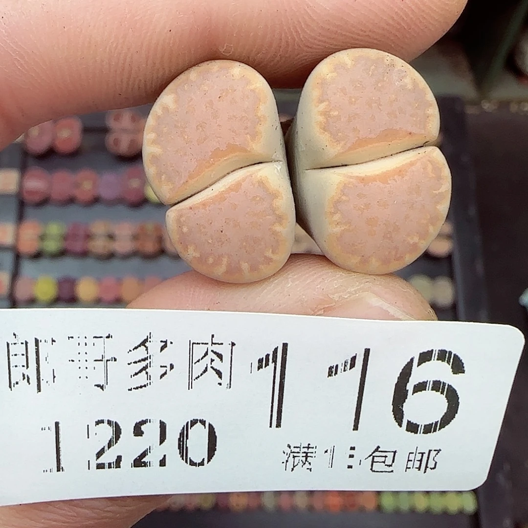 是****满满18包邮1220-116