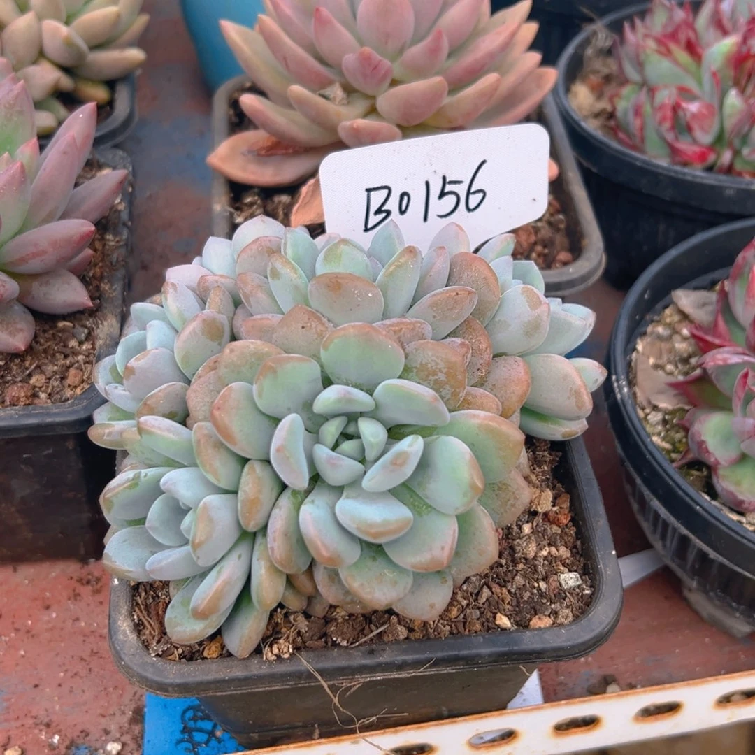 0156号多肉植物一物一拍