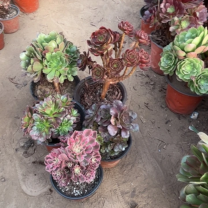 248多肉植物组合，