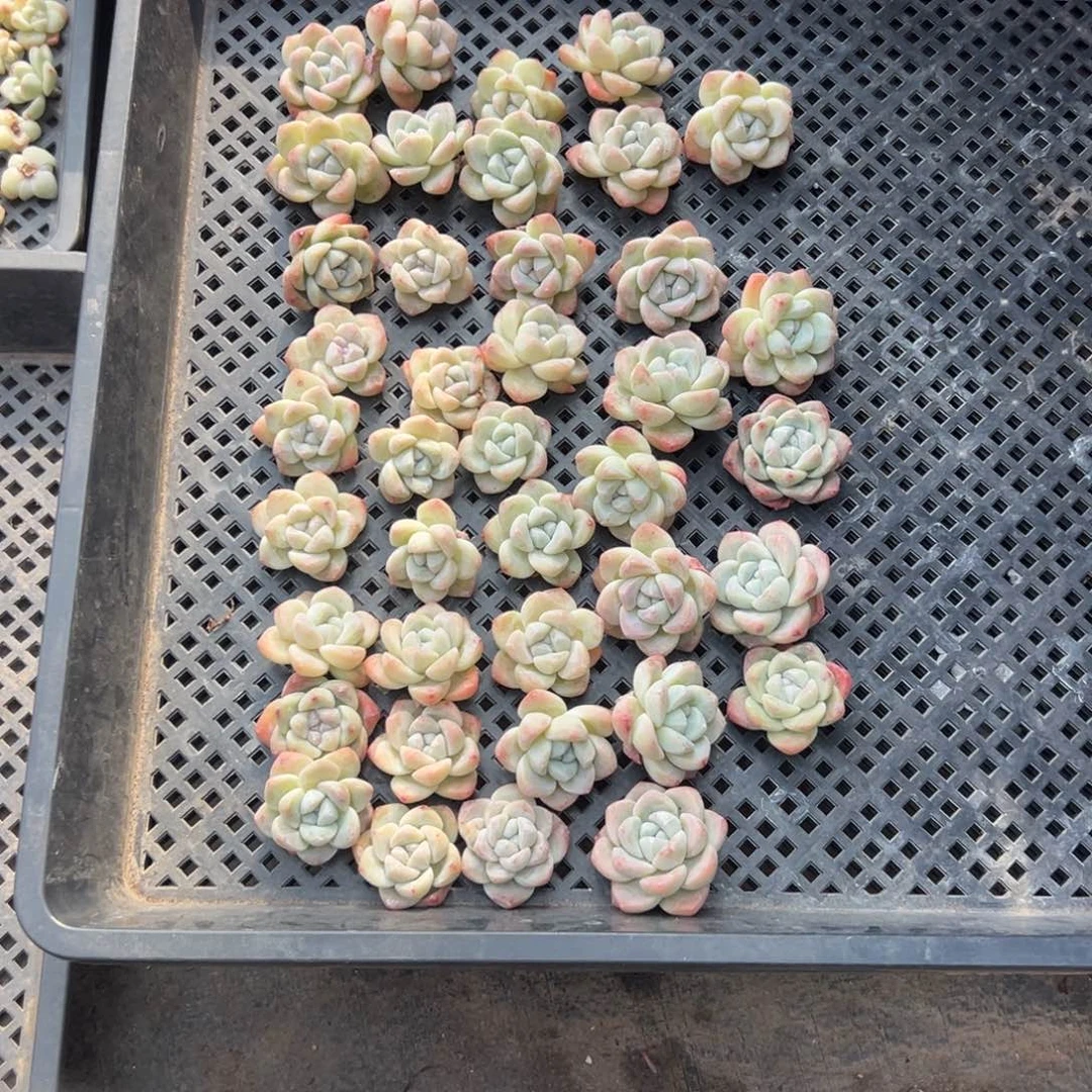 A**风40个冰玉无根3-4厘米左右