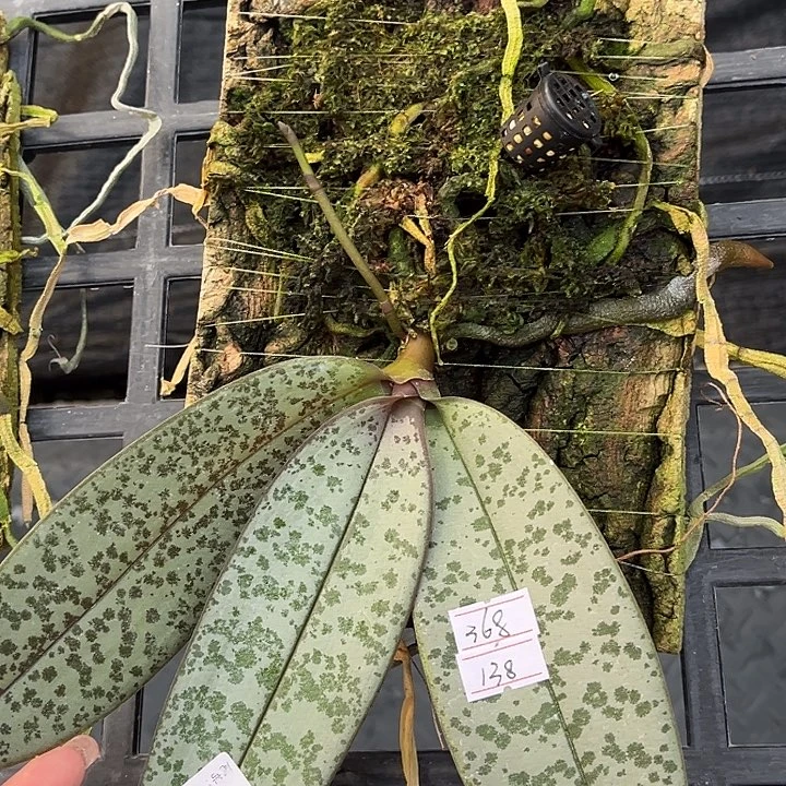 完全开放编号517。任何原因都不售后