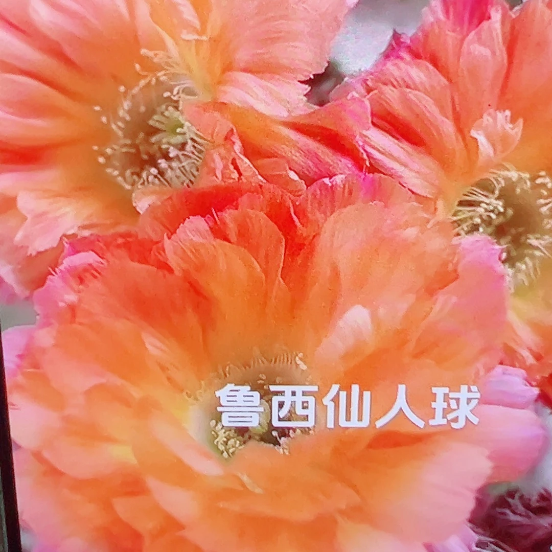 丽花 鲜橙多 侧芽 满20包邮