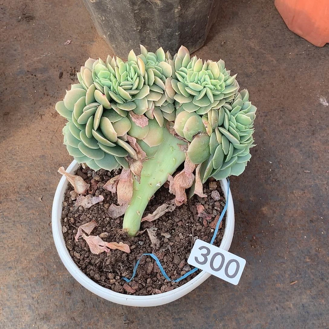 300星娜塔缀一物一拍多肉