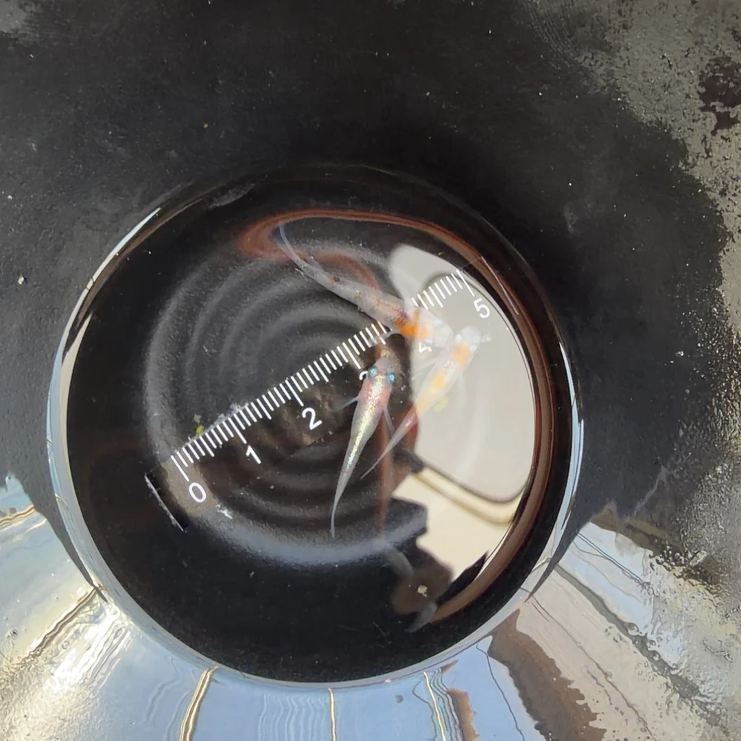 青鳉鱼观背青鳉08