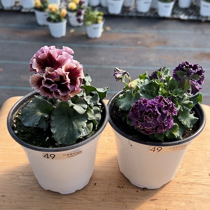 水晶抖音直播闪拍49