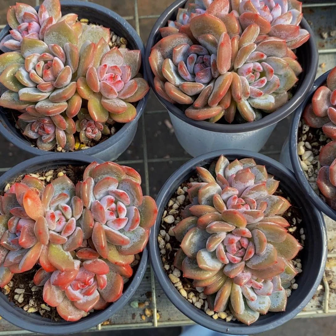 76-精品母本丸叶星影群一个 福利