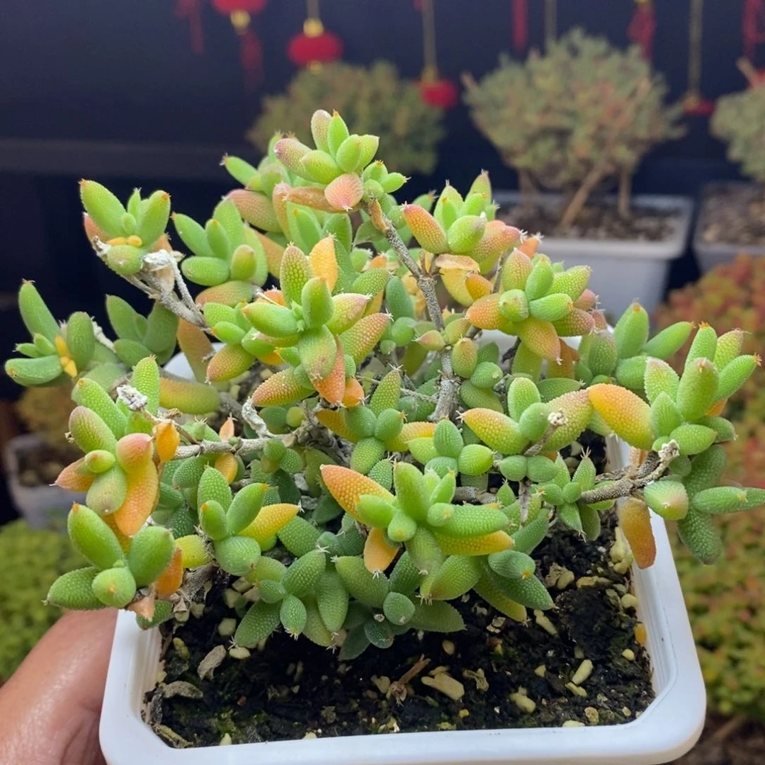 c25号实生玉米枝干