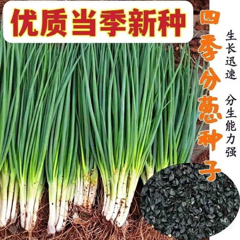 四季小香葱种子正宗老品种葱种籽精选大葱小葱籽阳台盆栽蔬菜种孑