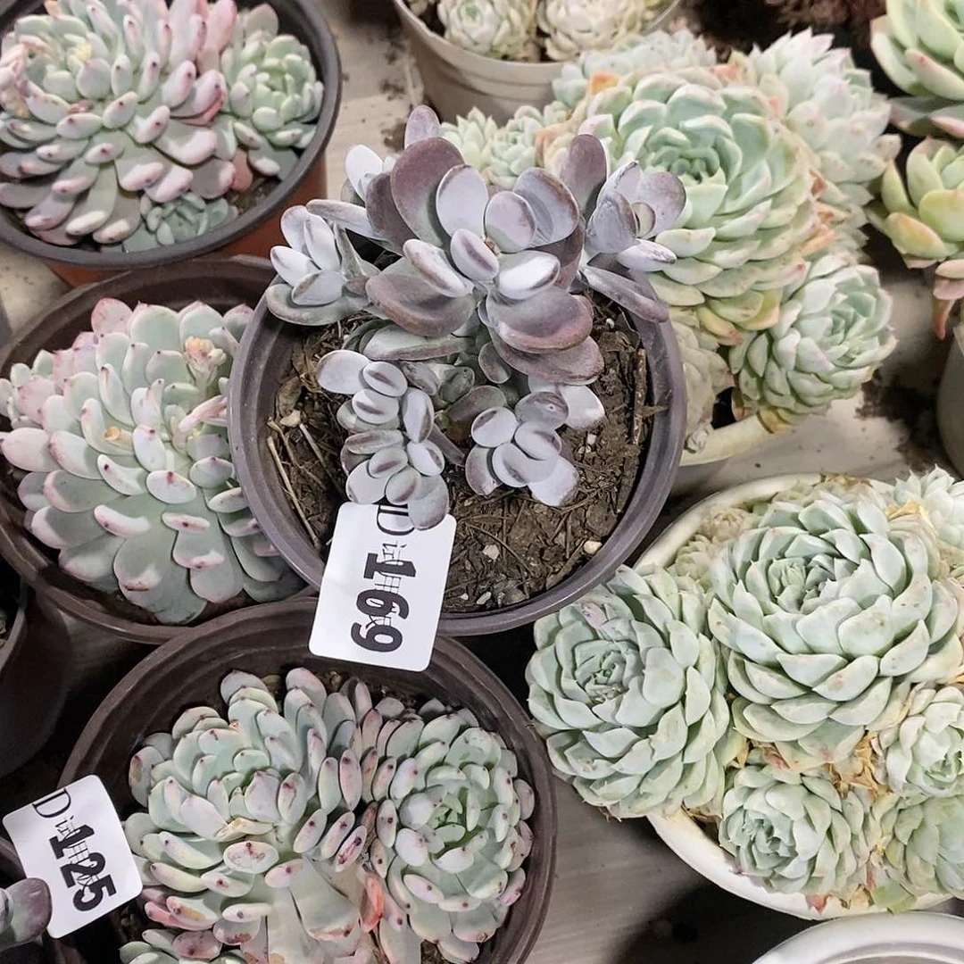 ?**细169乒乓多肉植物