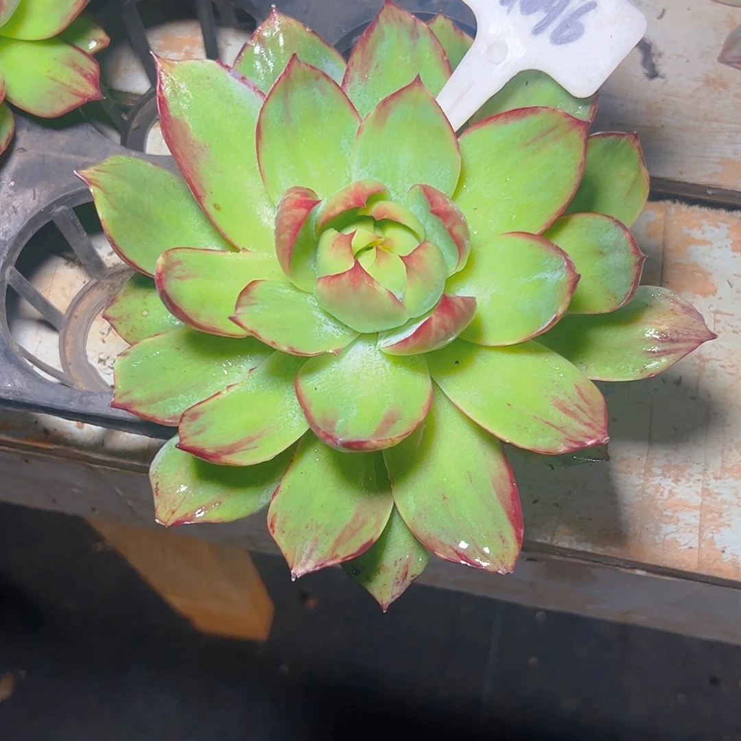 幽***紫惊鸿仙子一物一拍9096号