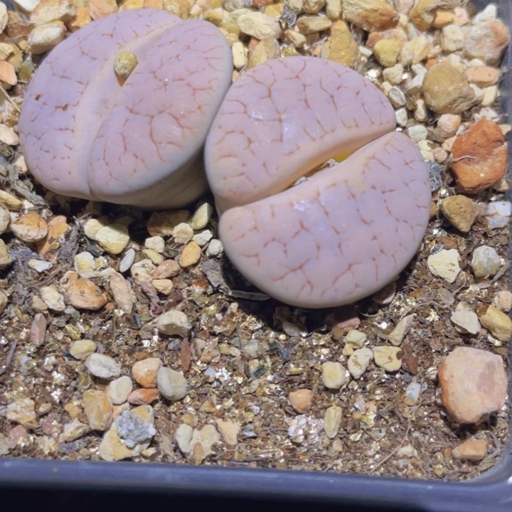 400888888888558585855447