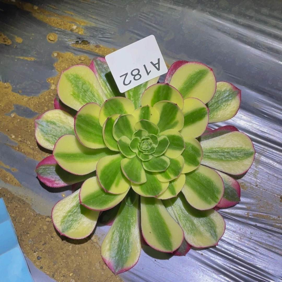 镜花水月多肉植物182