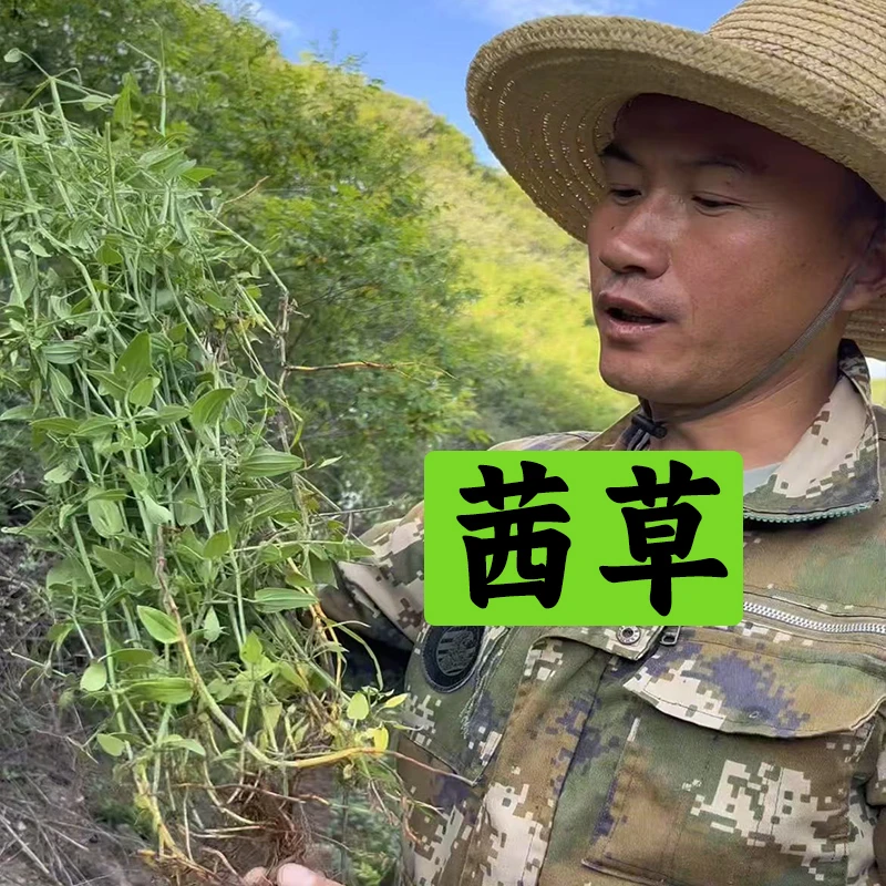 《茜草》甘肃大山采挖非种植的茜草，已切断