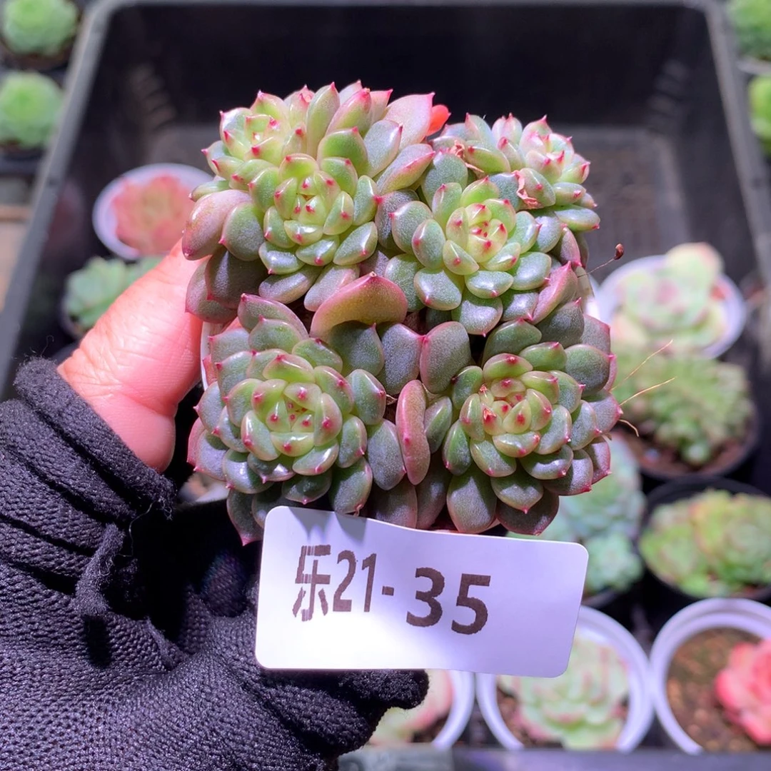 乐然21-35 新品群