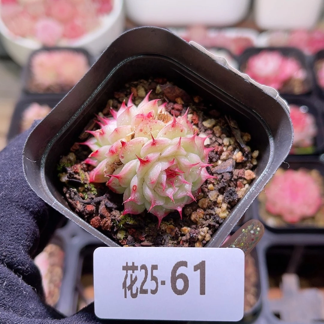 花利美25-61海王双头