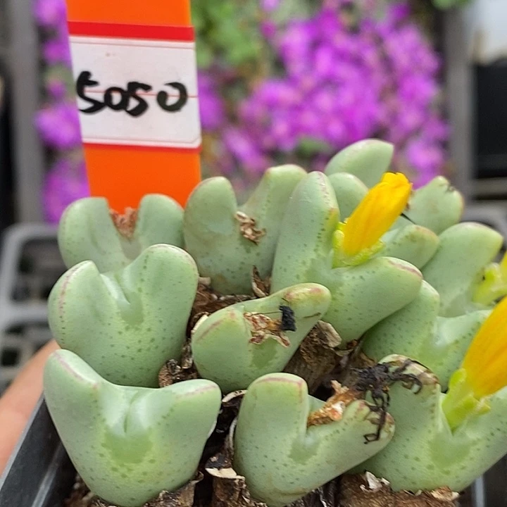 今天晚上不回家吧5050