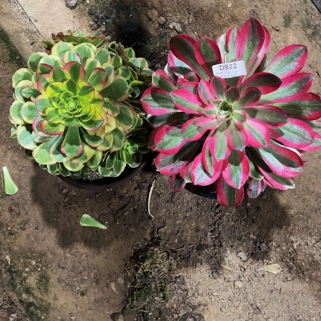 完全开放多肉植物922奶白，妖月