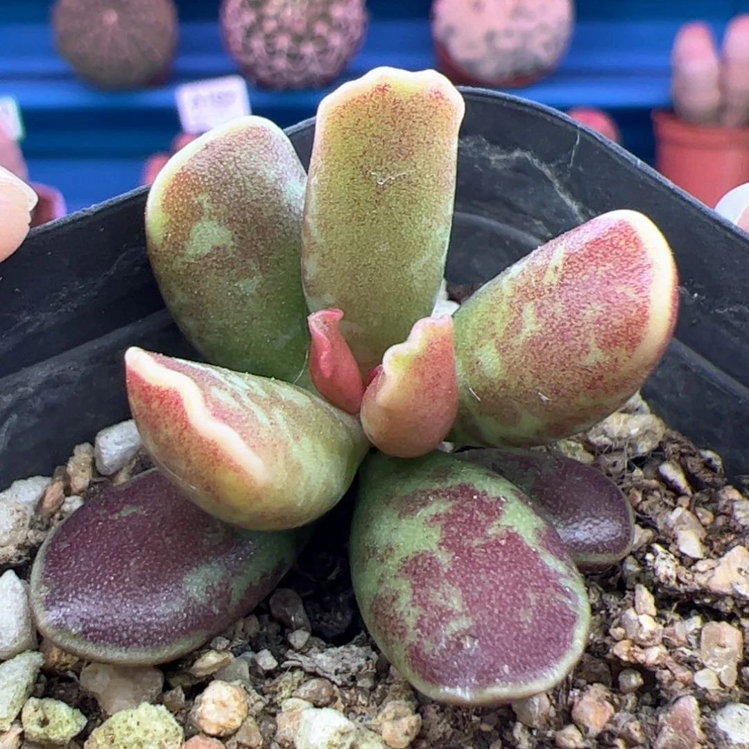 紫库博随机一棵