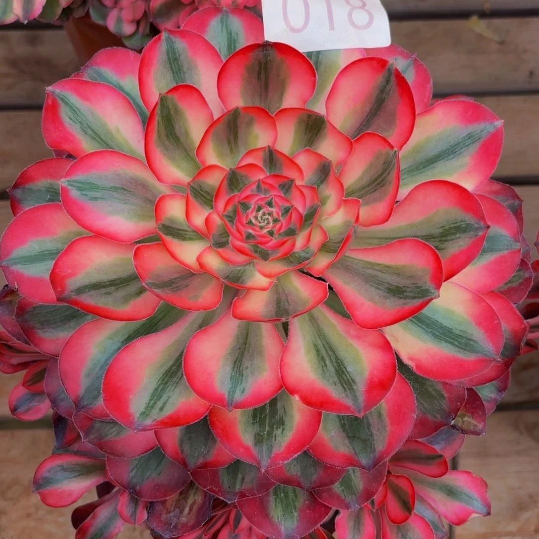 李***姐018多肉植物爱丽丝特价