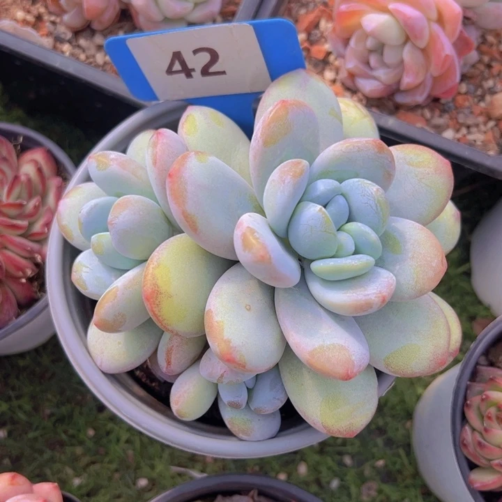 健健康康平平安安