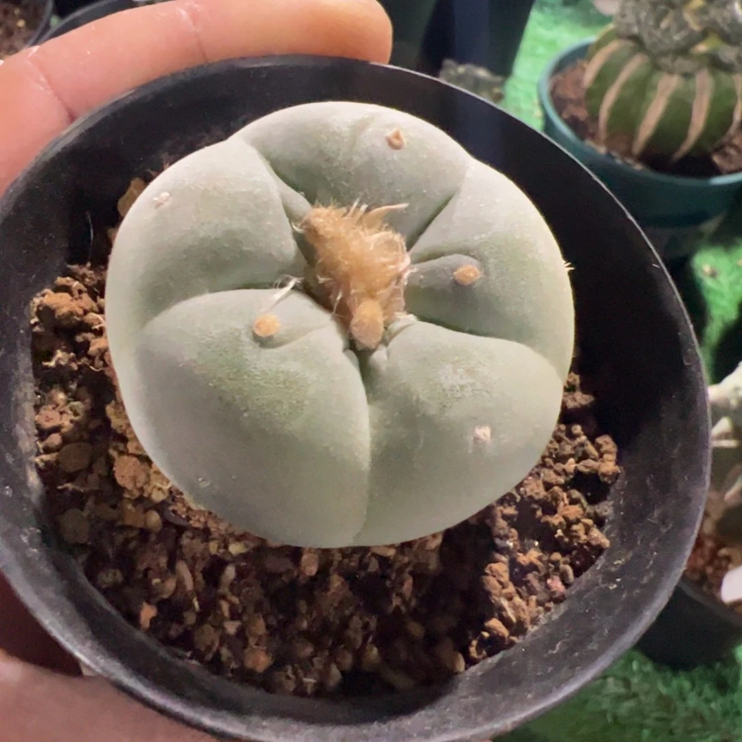 实生白肌大尤仙509